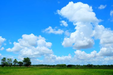 Mavi Gökyüzü Arkaplanında Beyaz Bulutlu Paddy Field.