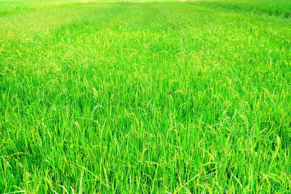 Fundo Fresco Verde Campo Paddy Apropriado Para Conceito Agrícola — Fotografia de Stock