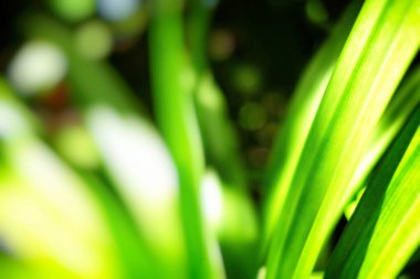 Yeşil Yapraklar, Işık Sızıntısı, Doğa Konsepti İçin Uygun. (Seçici Odaklanma)