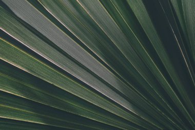 Koyu Ton Arkaplanındaki Yeşil Yaprak Dokusunu kapat. (Seçici Odaklanma)