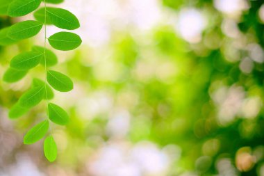 Bulanık Bahçeli Yapraklar Bahçede Güzel Bokeh, Ürün Sunumu ve Doğal Konsept İçin Uygun.