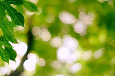 Bulanık Bahçe Arkaplanı ile Yapraklar Bahçede Güzel Bokeh, Ürün Sunumu ve Doğal Konsept İçin Uygun.