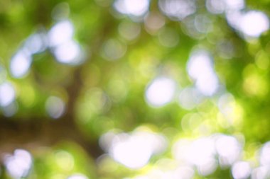 Soyut Yeşil Bokeh Bahçedeki Arkaplan Doğal Kavram İçin Uygun.