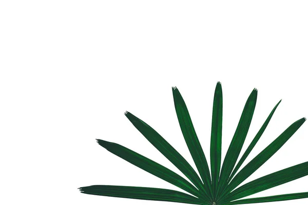 Зеленая Пальмовая Ветвь Белом Фоне Пространством Глаз — стоковое фото