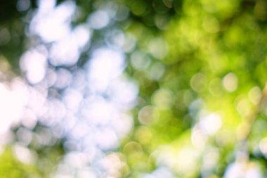 Soyut Yeşil Bokeh Bahçedeki Arkaplan Doğal Kavram İçin Uygun.