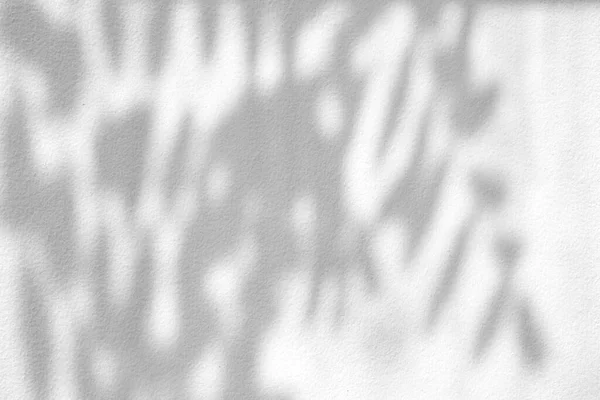 Tree Shadow Crack Wall Texture Backdrop Display Και Mock — Φωτογραφία Αρχείου