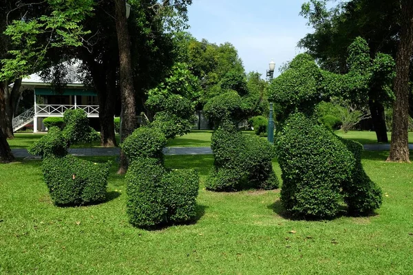 Alberi Nani Nella Forma Coniglio Nel Parco Bang Palazzo Reale — Foto Stock