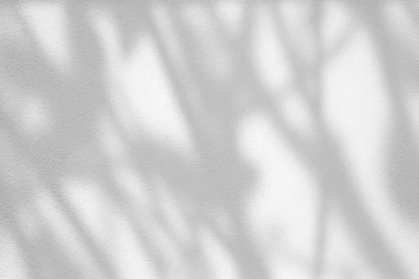 Tree Branch Shadow Het Oppervlak Van Witte Betonnen Muur Achtergrond — Stockfoto