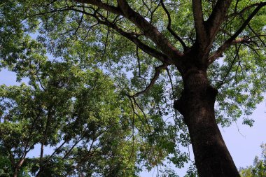 Siluet 'in Alt Manzarası Parktaki Dev Ağaç.