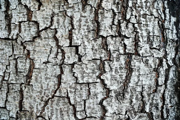 Textura Casca Árvore Para Fundo — Fotografia de Stock