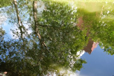 Su yüzeyindeki ağaçların yansıması Işık sızıntısı ile arka plan.