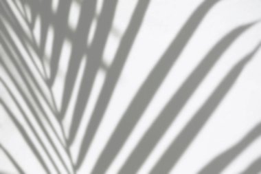 Hindistancevizi Beton Duvarda Gölge Bırakıyor.