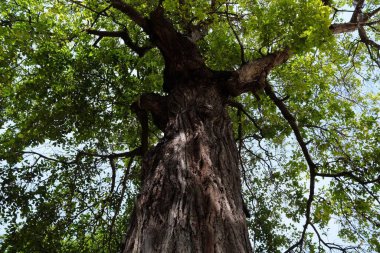 Park Arkaplanındaki Büyük Ağaçların Alt Görünümü.