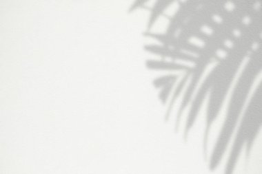 Beyaz Beton Duvarda Palmiye Gölgesi Bırakıyor.