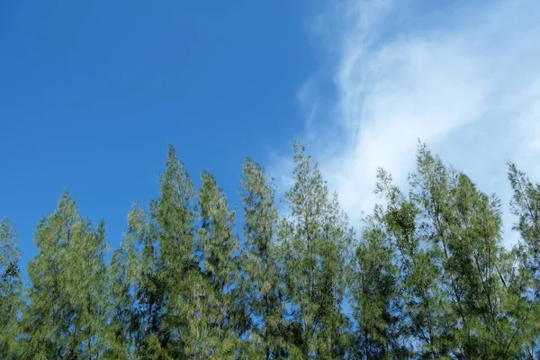 Fenyő Fák Fehér Felhő Kék Háttér — Stock Fotó