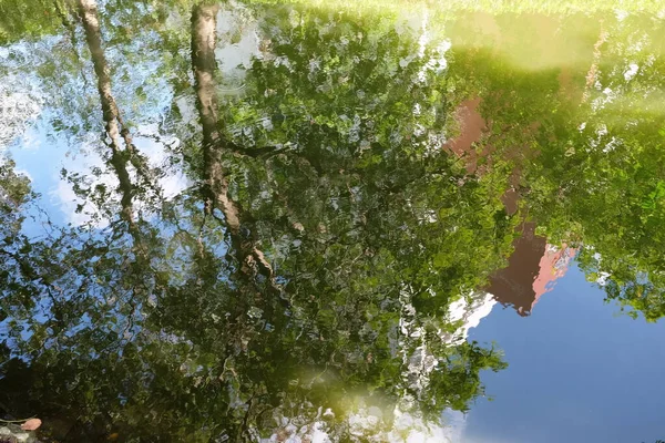 Su yüzeyindeki ağaçların yansıması Işık sızıntısı ile arka plan.