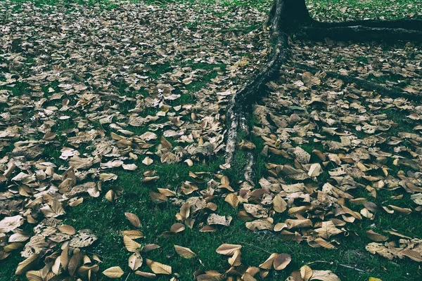 Caída Seco Hojas Suelo Bajo Árbol — Foto de Stock