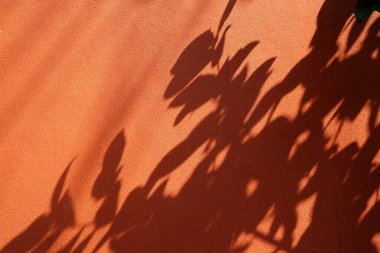 Ağaç, Turuncu Beton Duvarda Gölge Bırakıyor.