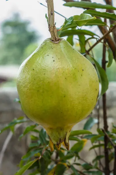 Gröna granatäpple. — Stockfoto