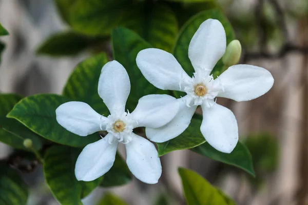 Sneeuwvlok bloem of Wrightia. — Stockfoto