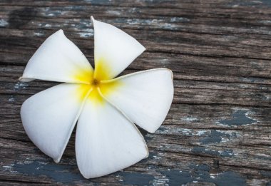 Frangipani, Plumeria veya Templetree.