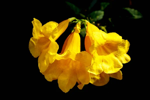 Velhos amarelos ou flores de videira de trompete . — Fotografia de Stock