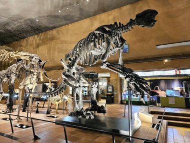 Kitakyushu, Japonya - 15 Kasım 2023: Kitakyushu Doğa Tarihi ve İnsanlık Tarihi Müzesi 'nde Soyu Tükenmiş Dev Yer Tembelliği.