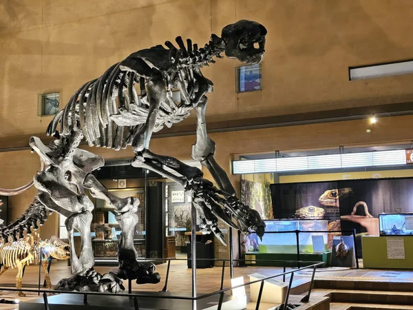 Kitakyushu, Japonya - 15 Kasım 2023: Kitakyushu Doğa Tarihi ve İnsanlık Tarihi Müzesi 'nde Soyu Tükenmiş Dev Yer Tembelliği.