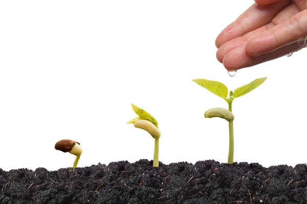 Hand watering young baby plants — Stock Photo, Image