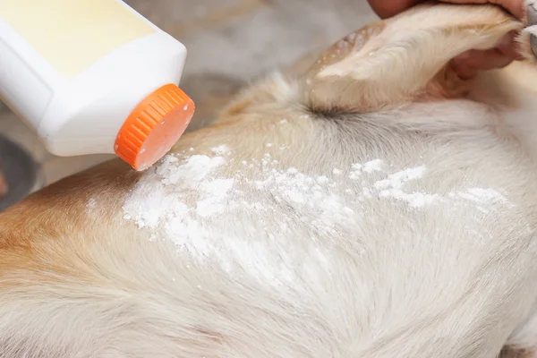 Применение репеллентного порошка на собаку — стоковое фото