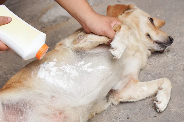 Aplicando pó repelente em um cão — Fotografia de Stock