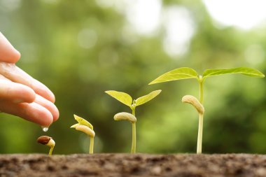   genç bebek bitkilerin sulama  