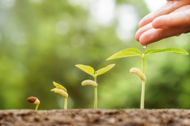   genç bebek bitkilerin sulama  