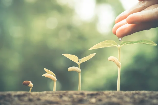 Regar plantas de bebé jóvenes —  Fotos de Stock