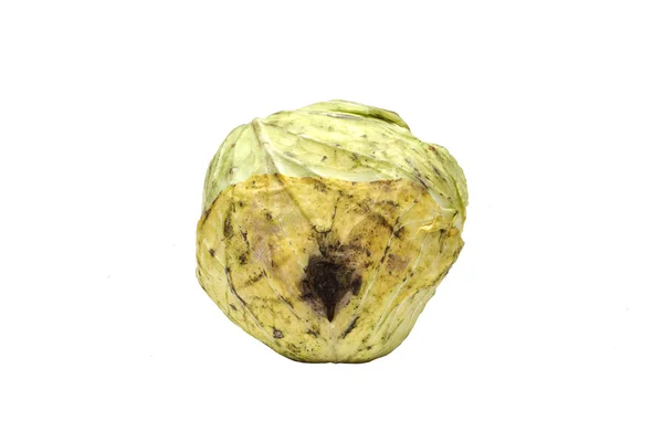 Rotten cabbage on white — Stock Photo, Image