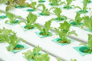 küçük yeni bitkiler