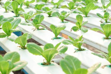 küçük yeni bitkiler