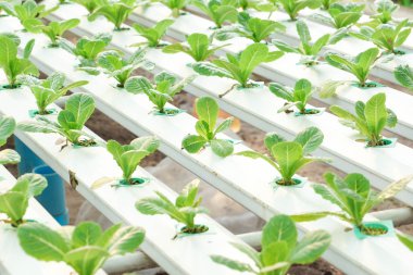 küçük yeni bitkiler