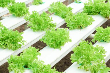 küçük yeni bitkiler