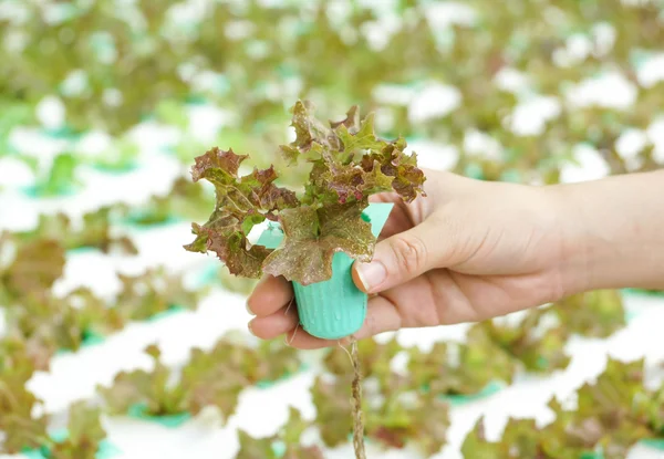 Hand vasthouden kleine plant — Stockfoto