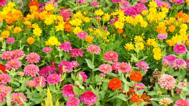 Renkli Gerbera arka plan