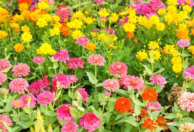 Renkli Gerbera arka plan