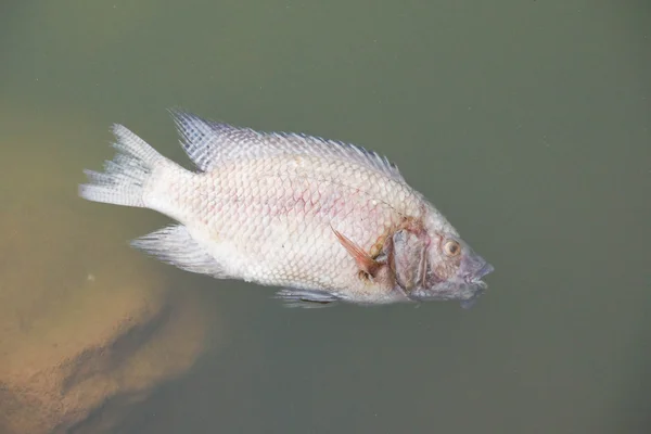 Zmarł ryba w wodzie — Zdjęcie stockowe