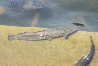 Asya redtail yayın balığı