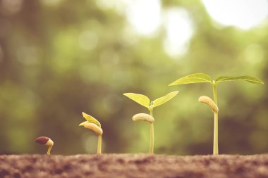  Genç bitkiler bebek