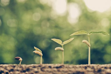  Genç bitkiler bebek