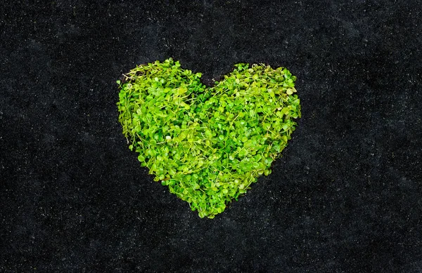 Зеленое сердце на чёрной почве — стоковое фото