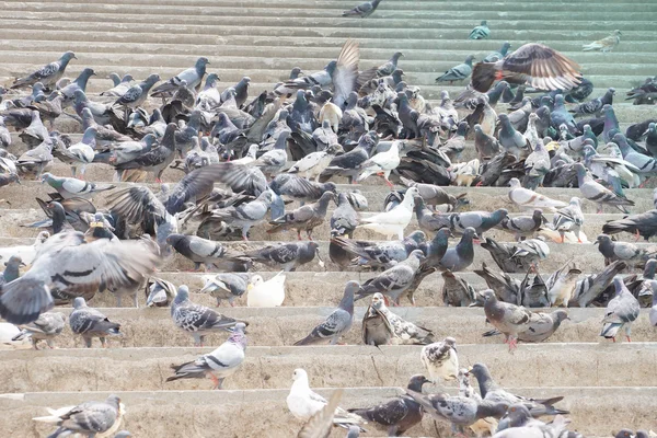 Troupeau de pigeons mangeant — Photo