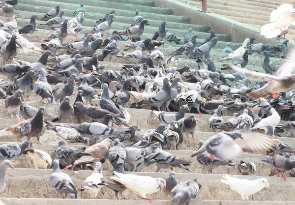 Troupeau de pigeons mangeant — Photo