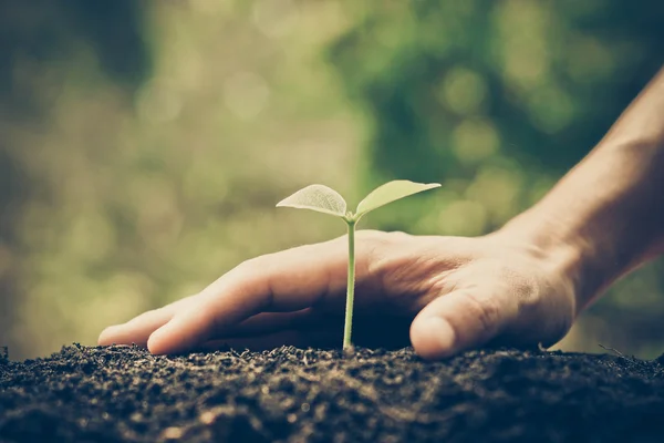 Hand  growing and nurturing tree — Stock Photo, Image